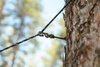 Tarp Lesovik Groza Walnut brown