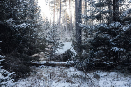 Płachta biwakowa - Tarp 3x3 - DD Hammocks - Winter MC